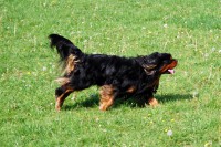 Charlie of Cavalier Team